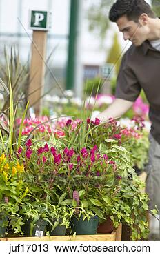 Stock Photo - man shopping at 
plant nursery. 
fotosearch - search 
stock photos, 
pictures, images, 
and photo clipart