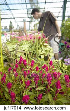Stock Photo - man shopping at 
plant nursery. 
fotosearch - search 
stock photos, 
pictures, images, 
and photo clipart