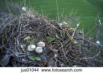 Stock Photo - nest holding three 
bird’s eggs. fotosearch 
- search stock 
photos, pictures, 
images, and photo 
clipart