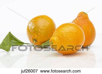 Picture - oranges with stem. 
fotosearch - search 
stock photos, 
pictures, images, 
and photo clipart