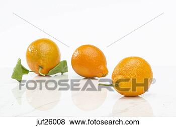 Stock Photo - oranges with stem. 
fotosearch - search 
stock photos, 
pictures, images, 
and photo clipart