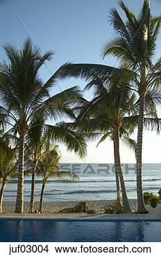 Stock Photo - palm trees on 
tropical beach. 
fotosearch - search 
stock photos, 
pictures, images, 
and photo clipart