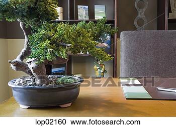 Stock Photography - plant on office 
desk. fotosearch 
- search stock 
photos, pictures, 
images, and photo 
clipart