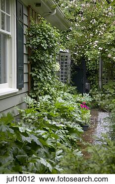 Stock Photo - plants growing 
beside house. 
fotosearch - search 
stock photos, 
pictures, images, 
and photo clipart