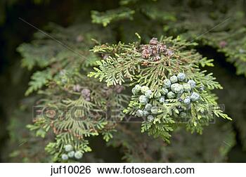 Stock Photo - plants. fotosearch 
- search stock 
photos, pictures, 
images, and photo 
clipart