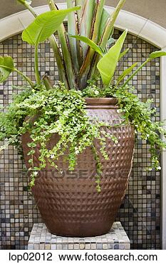 Stock Photo - potted plant. 
fotosearch - search 
stock photos, 
pictures, images, 
and photo clipart