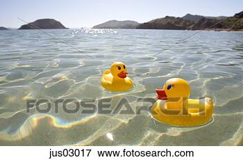 Picture - rubber ducks floating 
in lake. fotosearch 
- search stock 
photos, pictures, 
images, and photo 
clipart