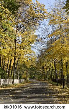 Stock Photo - tree-lined street 
in autumn. fotosearch 
- search stock 
photos, pictures, 
images, and photo 
clipart