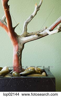 Stock Photo - tree planted in 
pot of rocks. 
fotosearch - search 
stock photos, 
pictures, images, 
and photo clipart
