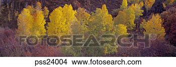 Stock Photo - aerial panoramic 
view of autumn 
trees. fotosearch 
- search stock 
photos, pictures, 
images, and photo 
clipart