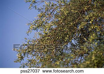 Picture - branches of olive 
tree. fotosearch 
- search stock 
photos, pictures, 
images, and photo 
clipart