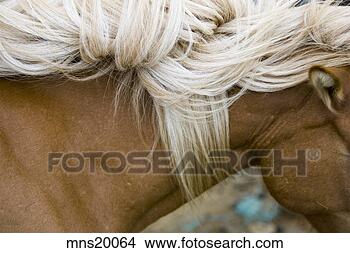 Stock Photo - close-up of horse’s 
mane, iceland. 
fotosearch - search 
stock photos, 
pictures, images, 
and photo clipart