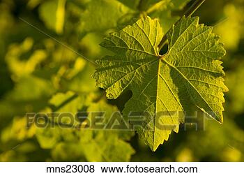 Stock Photo - close-up of leaf 
grape leaf. fotosearch 
- search stock 
photos, pictures, 
images, and photo 
clipart