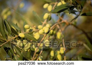 Stock Photo - close-up of olives 
on branch. fotosearch 
- search stock 
photos, pictures, 
images, and photo 
clipart