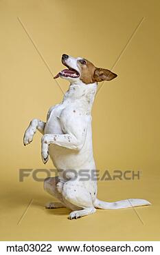 Stock Photo - dog begging. fotosearch 
- search stock 
photos, pictures, 
images, and photo 
clipart