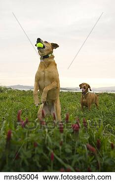 Stock Photo - dog catching tennis 
ball in mouth. 
fotosearch - search 
stock photos, 
pictures, images, 
and photo clipart