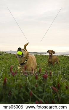Stock Image - dog catching tennis 
ball in mouth. 
fotosearch - search 
stock photos, 
pictures, images, 
and photo clipart