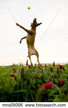 Stock Photo - dog catching tennis 
ball in mid-air. 
fotosearch - search 
stock photos, 
pictures, images, 
and photo clipart