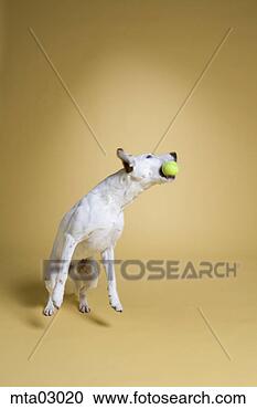 Stock Photography - dog catching tennis 
ball in mouth. 
fotosearch - search 
stock photos, 
pictures, images, 
and photo clipart