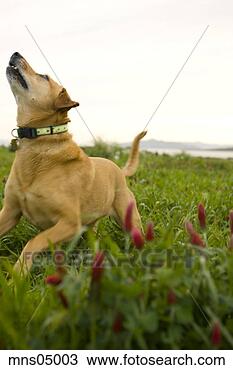 Stock Photo - dog in field. 
fotosearch - search 
stock photos, 
pictures, images, 
and photo clipart