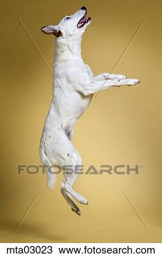 Stock Photo - dog jumping in 
mid-air. fotosearch 
- search stock 
photos, pictures, 
images, and photo 
clipart