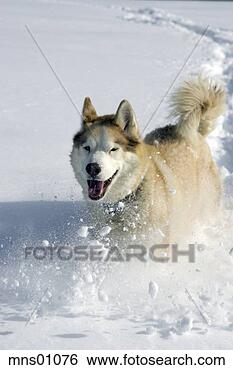 Stock Photo - dog running down 
snowy hill. fotosearch 
- search stock 
photos, pictures, 
images, and photo 
clipart