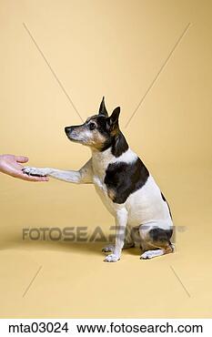 Stock Photo - dog shaking hands. 
fotosearch - search 
stock photos, 
pictures, images, 
and photo clipart