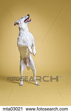 Stock Photography - dog standing on 
hind legs. fotosearch 
- search stock 
photos, pictures, 
images, and photo 
clipart