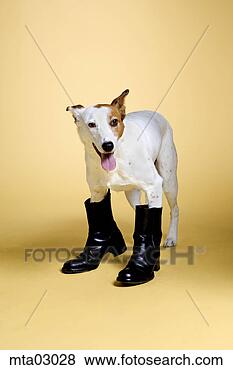 Stock Photo - dog wearing boots. 
fotosearch - search 
stock photos, 
pictures, images, 
and photo clipart