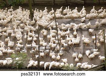 Stock Photography - duck farm in guilin, 
china. fotosearch 
- search stock 
photos, pictures, 
images, and photo 
clipart