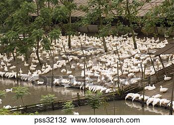Stock Photo - duck farm in guilin, 
china. fotosearch 
- search stock 
photos, pictures, 
images, and photo 
clipart