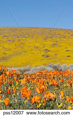 Picture - field of poppies. 
fotosearch - search 
stock photos, 
pictures, images, 
and photo clipart