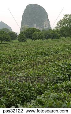 Stock Photo - field of tea leaves 
with guilin karst 
limestone, china. 
fotosearch - search 
stock photos, 
pictures, images, 
and photo clipart