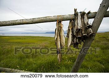Stock Photograph - fish drying on 
wooden fence, 
iceland. fotosearch 
- search stock 
photos, pictures, 
images, and photo 
clipart