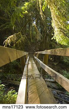 Stock Photo - footbridge in 
pine forest. fotosearch 
- search stock 
photos, pictures, 
images, and photo 
clipart