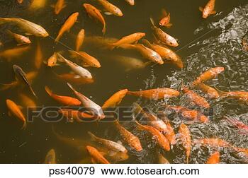 Stock Photograph - goldfish swimming 
in pond, shanghai, 
china. fotosearch 
- search stock 
photos, pictures, 
images, and photo 
clipart