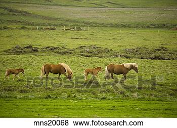 Stock Photo - herd of horses 
grazing in pasture, 
iceland. fotosearch 
- search stock 
photos, pictures, 
images, and photo 
clipart