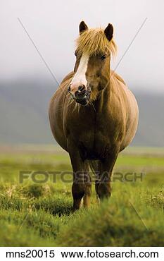 Stock Image - horse grazing 
in pasture, iceland. 
fotosearch - search 
stock photos, 
pictures, images, 
and photo clipart