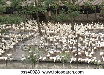 Stock Photo - large group of 
ducks. fotosearch 
- search stock 
photos, pictures, 
images, and photo 
clipart