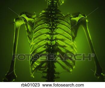 Stock Photo - midsection of 
human skeleton. 
fotosearch - search 
stock photos, 
pictures, images, 
and photo clipart
