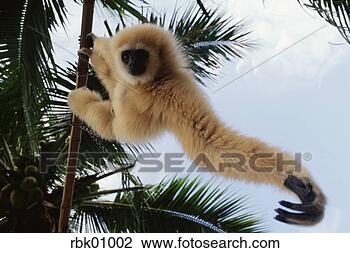 Stock Photo - monkey clinging 
to tree. fotosearch 
- search stock 
photos, pictures, 
images, and photo 
clipart