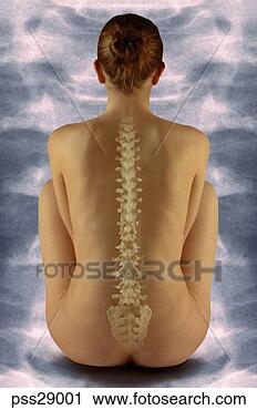Stock Photography - nude woman's vertebrae. 
fotosearch - search 
stock photos, 
pictures, images, 
and photo clipart