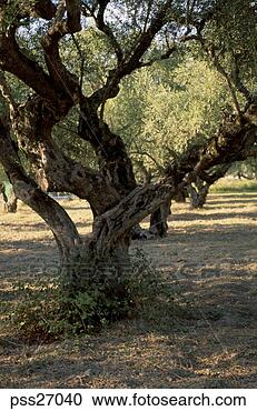 Stock Photography - olive trees in 
orchard. fotosearch 
- search stock 
photos, pictures, 
images, and photo 
clipart