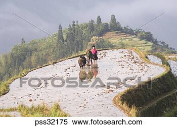 Stock Image - overhead view 
of asian couple 
with oxen on rice 
terrace, guilin, 
china. fotosearch 
- search stock 
photos, pictures, 
images, and photo 
clipart