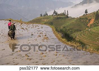 Picture - overhead view 
of asian couple 
with oxen on rice 
terrace, guilin, 
china. fotosearch 
- search stock 
photos, pictures, 
images, and photo 
clipart