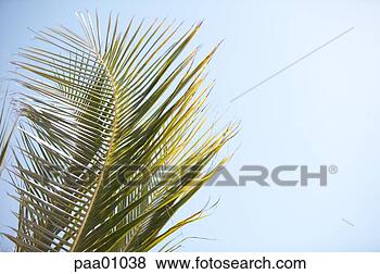 Stock Photo - palm leaves and 
blue sky. fotosearch 
- search stock 
photos, pictures, 
images, and photo 
clipart
