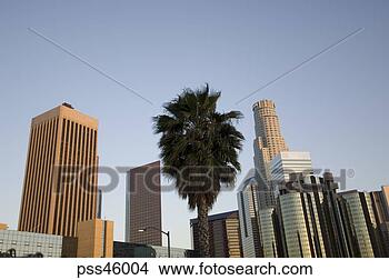 Stock Photo - palm tree growing 
in urban area. 
fotosearch - search 
stock photos, 
pictures, images, 
and photo clipart