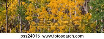 Stock Image - panoramic view 
of autumn forest. 
fotosearch - search 
stock photos, 
pictures, images, 
and photo clipart