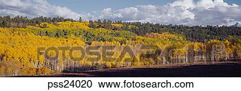 Stock Photography - panoramic view 
of autumn forest. 
fotosearch - search 
stock photos, 
pictures, images, 
and photo clipart