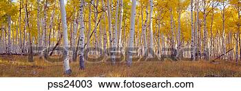 Stock Photo - panoramic view 
of birch forest. 
fotosearch - search 
stock photos, 
pictures, images, 
and photo clipart